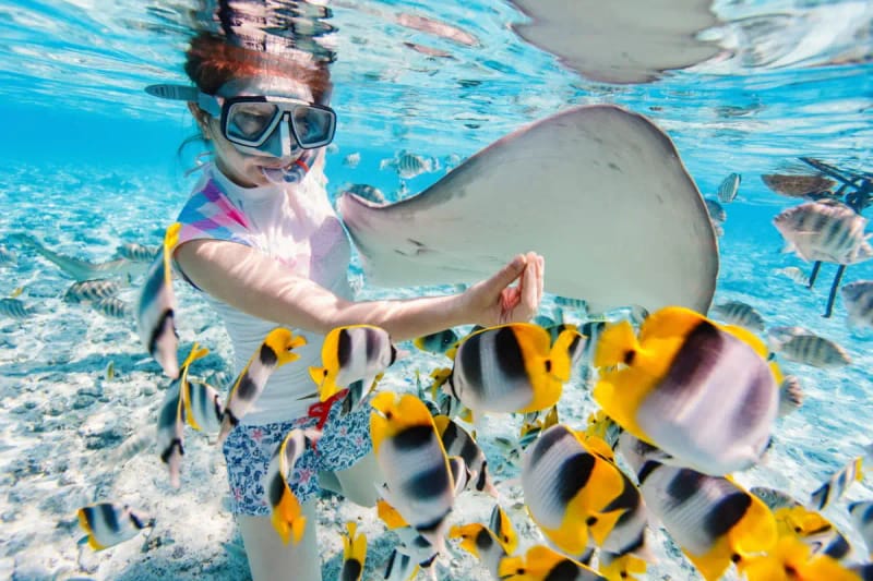 Snorkel con tiburones y rayas