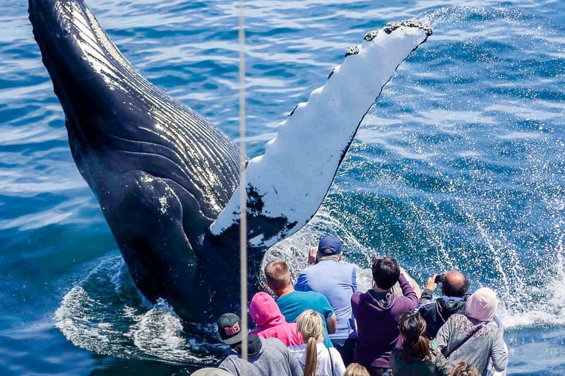 Avistamiento de ballenas desde Boston