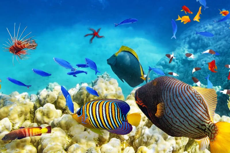 Excursión a la Gran Barrera de Coral y plataforma Marine World