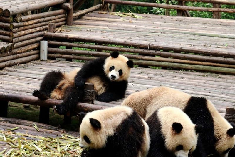 Excursión al Gran Buda de Leshan + reserva de pandas