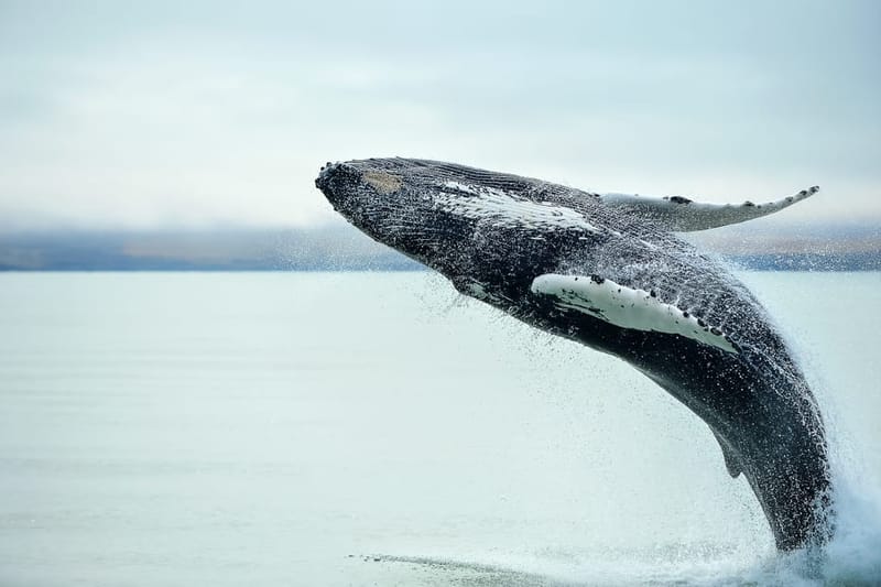 Tour de 1 día a Kaikōura con avistamiento de ballenas