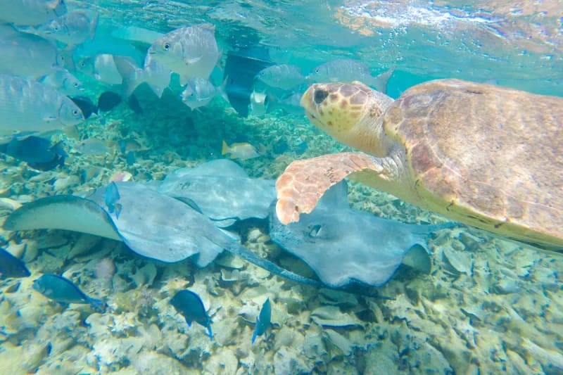 Snorkel en Hol Chan y Shark Ray Alley desde Cayo Caulker