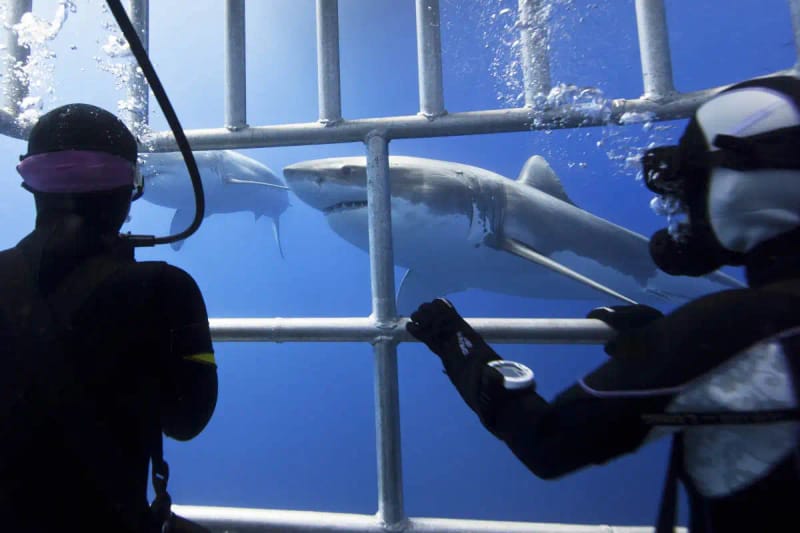 Tiburones blancos en jaula en Gansbaai