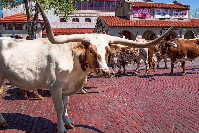 Excursión a Fort Worth desde Dallas