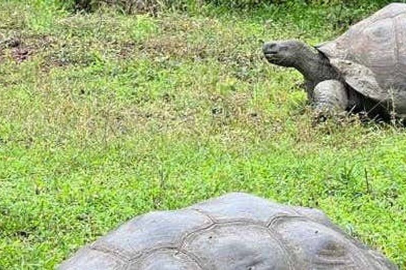 Tour por la Reserva Galápagos Frontier y los túneles de lava