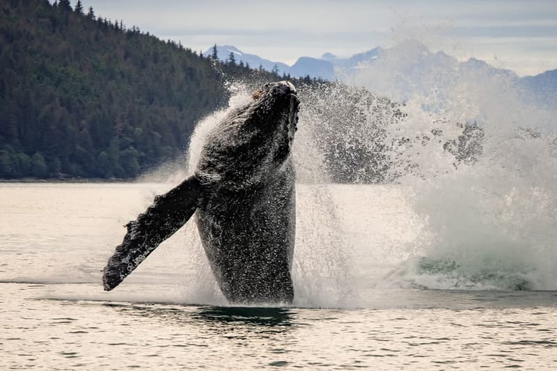 Ballenas y glaciar Mendenhall