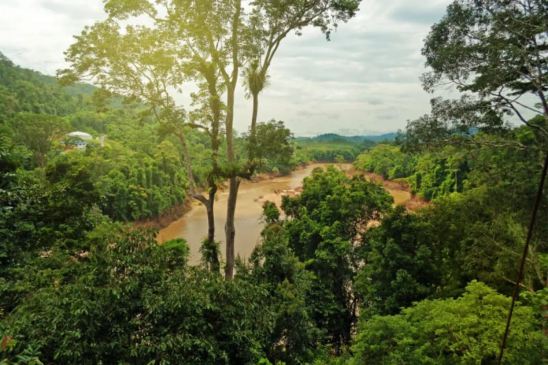 Excursión a la selva de Taman Negara