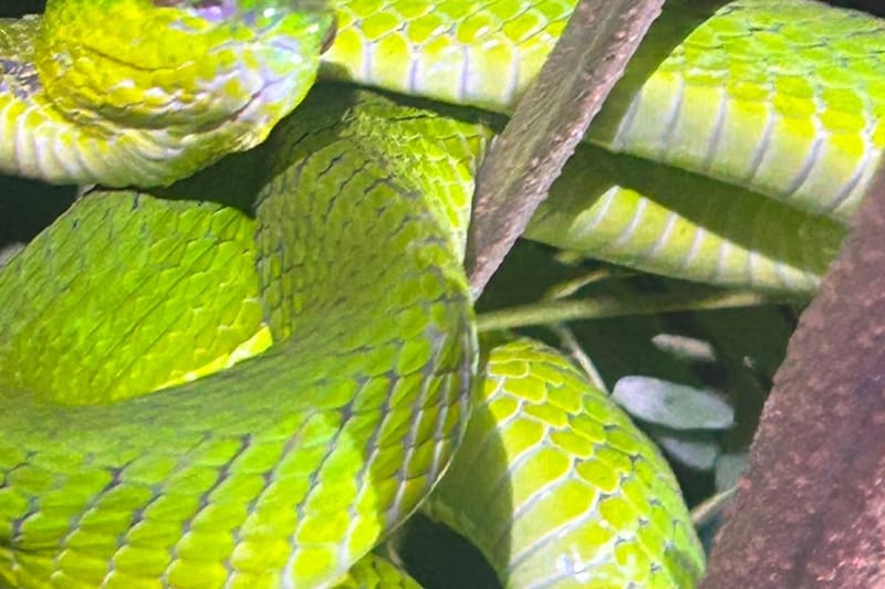 Ruta nocturna para ver reptiles en la selva de Labuan Bajo