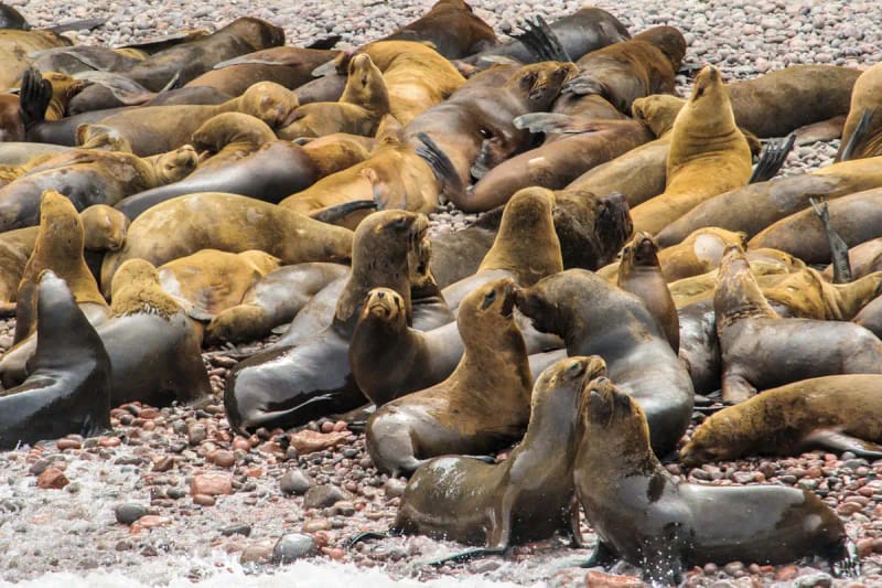 Islas Ballestas, Ica y oasis de Huacachina