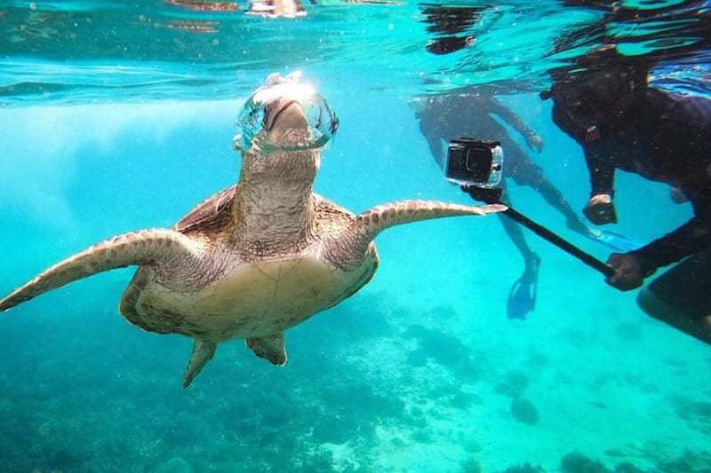 Mascate: excursión de snorkel por las islas Daymaniat con brunch
