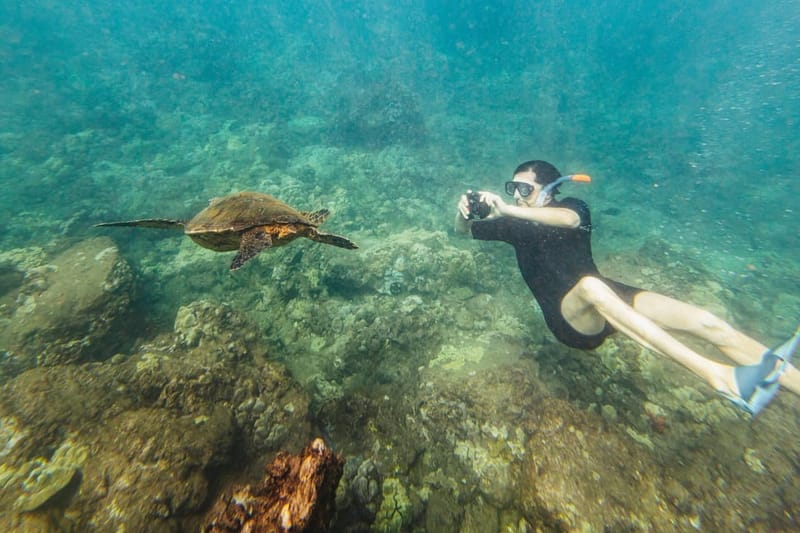 Sur de Maui: tour de esnórquel por Molokini y Turtle Town con comida