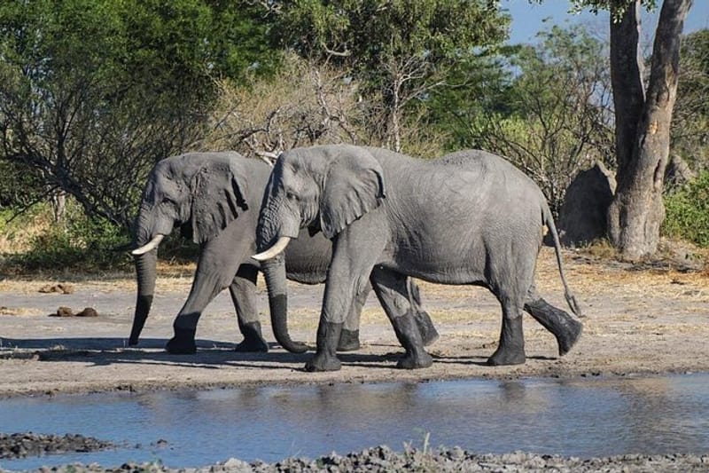 Safari de un día por la reserva de Moremi