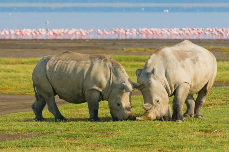 Excursión privada al lago Nakuru