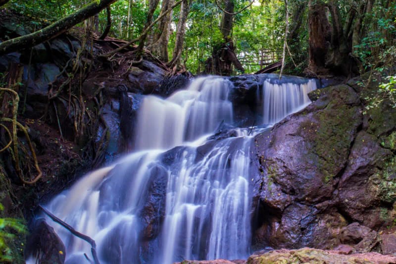 Senderismo por el bosque Karura