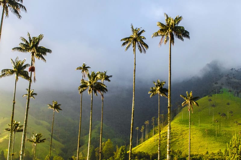 Excursión a Filandia, Salento y Valle de Cocora