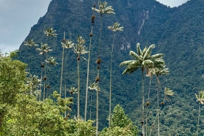 Valle de Cocora + visita a una finca cafetera