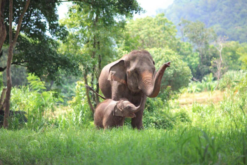 Excursión al Elephant Jungle Sanctuary