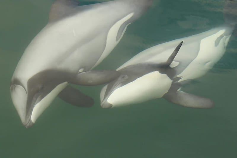 Reserva de la isla de Motuara: tour de fauna y avistamiento de delfines