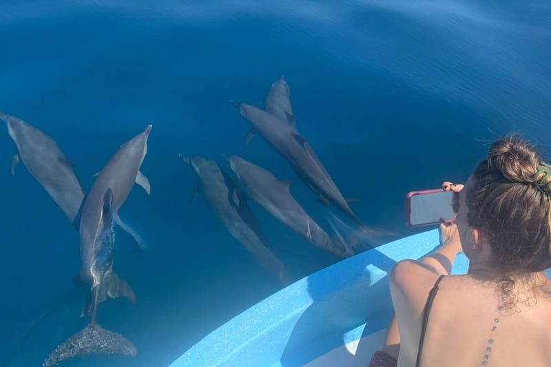Paseo en barco para ver delfines