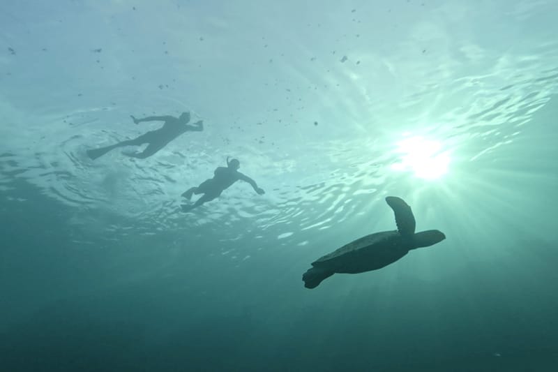 Tour privado de snorkel con tortugas