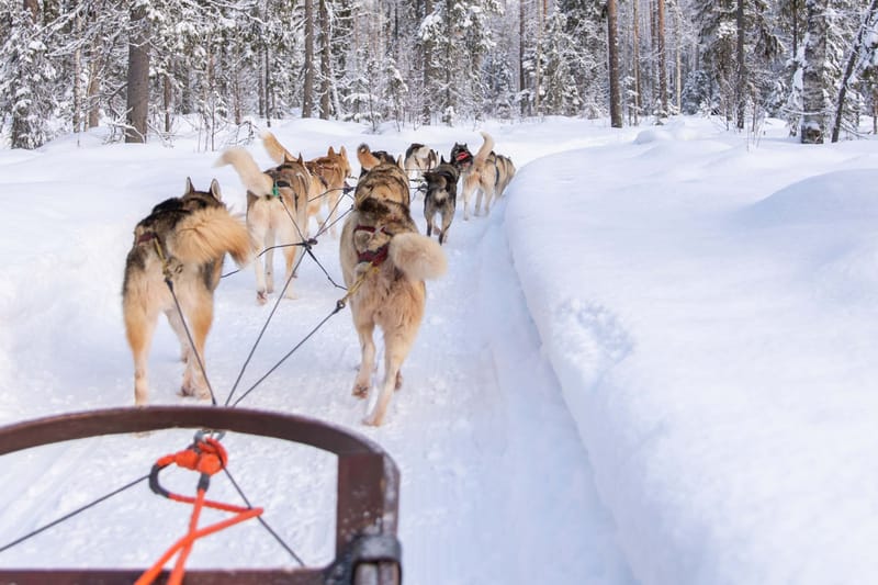 Paseo en trineo de perros husky