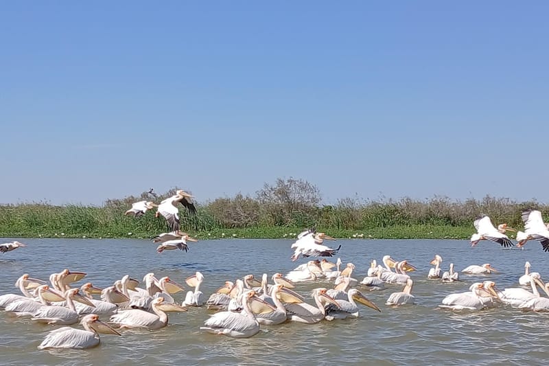 Excursión al Parque Nacional de las Aves del Djoudj