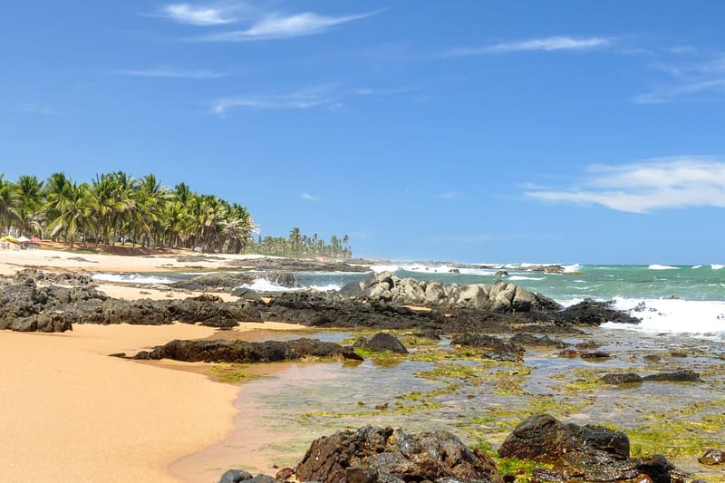 Excursión a Praia do Forte y Guarajuba