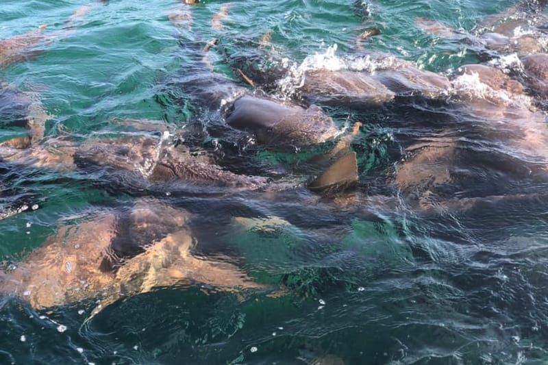 San Pedro: Excursión de snorkel con 4 paradas, tiburones y almuerzo