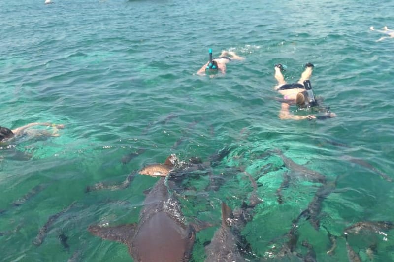 San Pedro: Excursión de snorkel por Hol Chan y el Callejón de las Rayas de Tiburón
