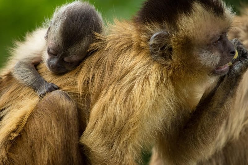 Excursión a un santuario de fauna y parque de conservación