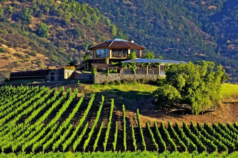 Excursión a las viñas del Valle de Colchagua
