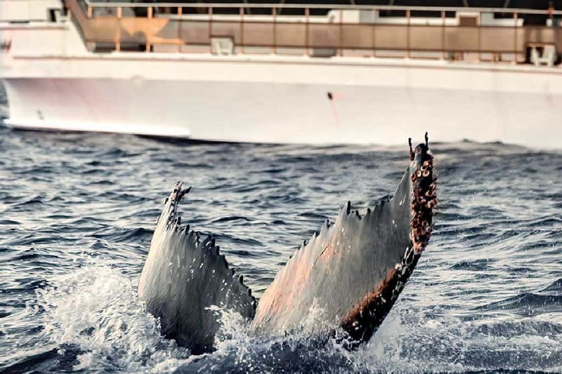 Avistamiento de ballenas en los fiordos