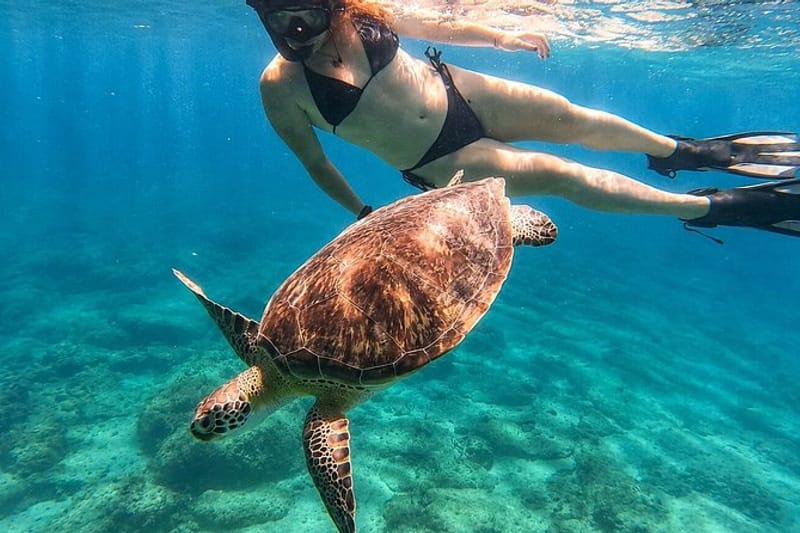 Esnórquel con tortugas marinas