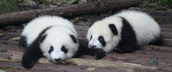 Chengdu, China