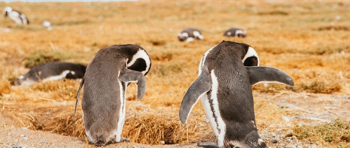 Punta Arenas, Chile