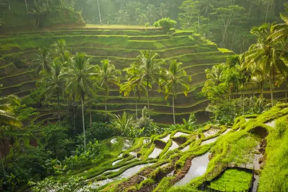 Tour privado por Ubud, Goa Gajah y centro de Bali