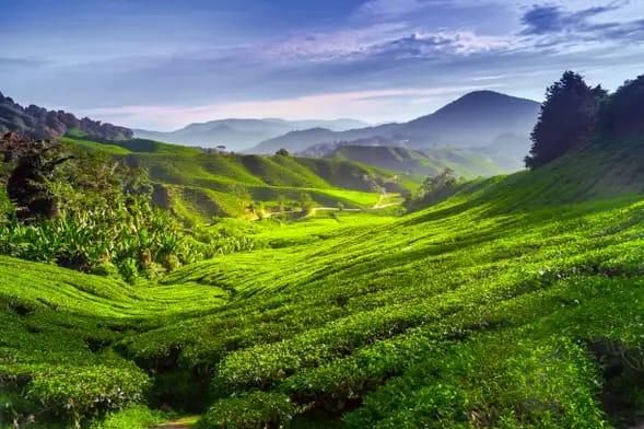 Excursión a las Cameron Highlands
