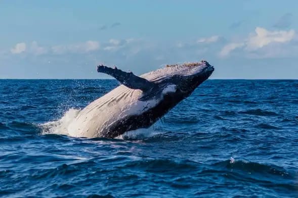 Avistamiento de ballenas en Sídney