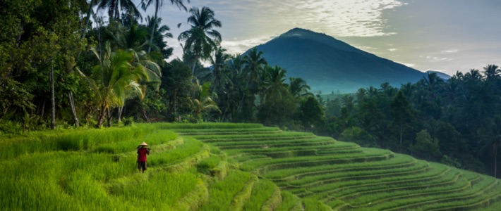 Arrozales de Bali
