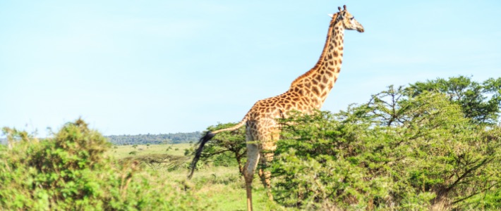 Safari de 6 días por Masái Mara, Amboseli y lago Naivasha