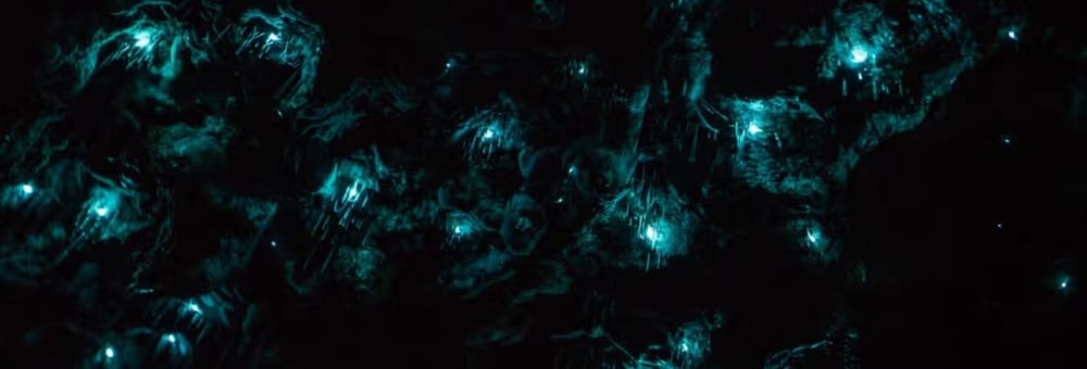 Tour nocturno por las cuevas Glow Worm