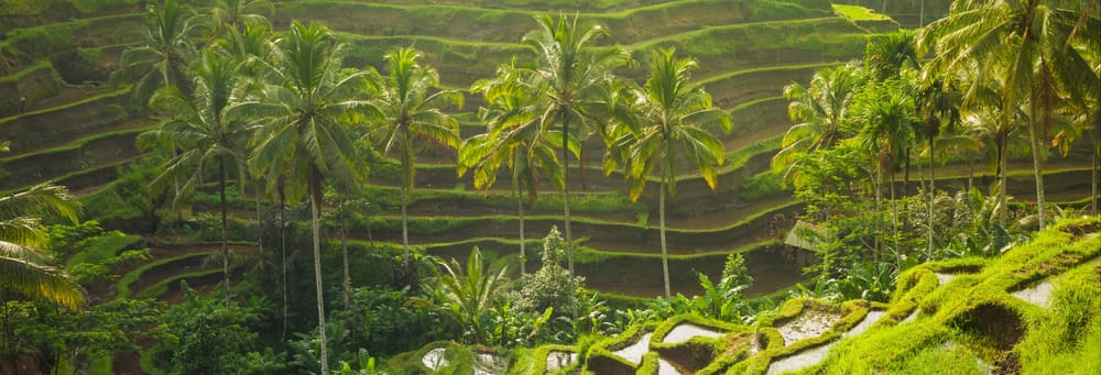 Tour privado por Ubud y el centro de Bali