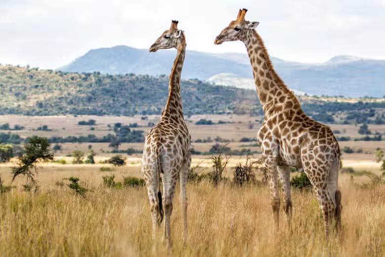 Safari por el Parque Pilanesberg