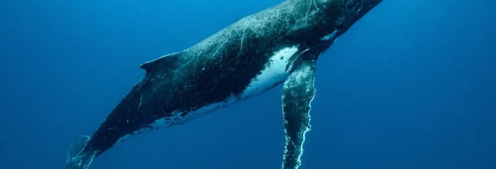 Avistamiento de ballenas en Moorea