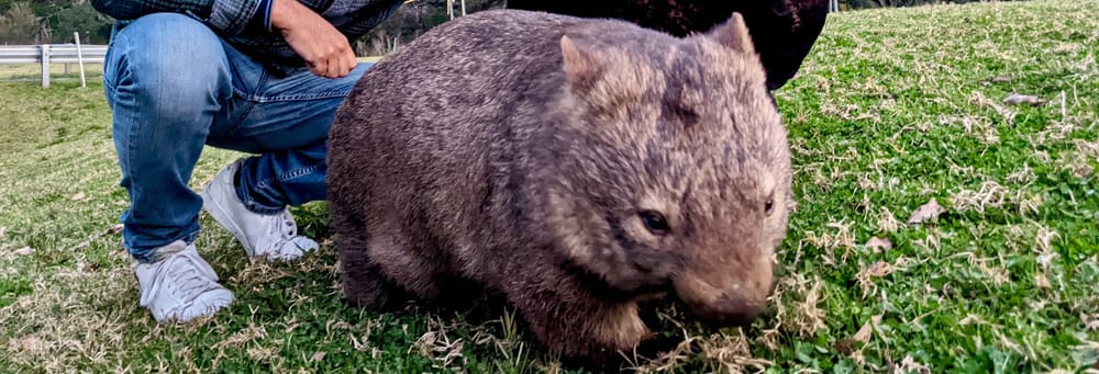 Avistamiento de canguros y wombats en las Southern Highlands + Fitzroy Falls