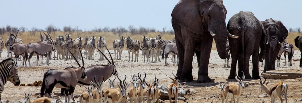 Excursión al Parque Nacional Chobe